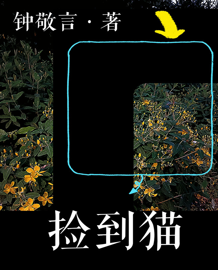 捡到一个猫!猫代表什么